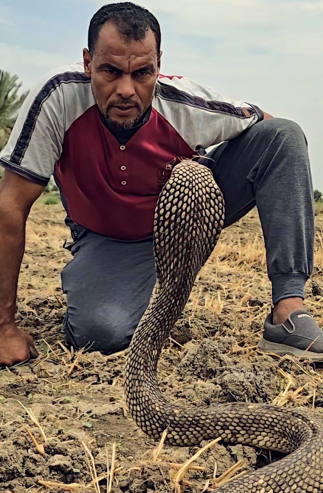 مصطفى هجرس مصطفى هجرس